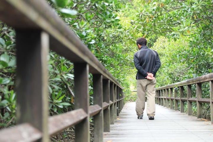 ヒルギ林内遊歩道