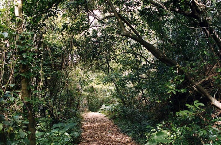 諸志御嶽の植物群落