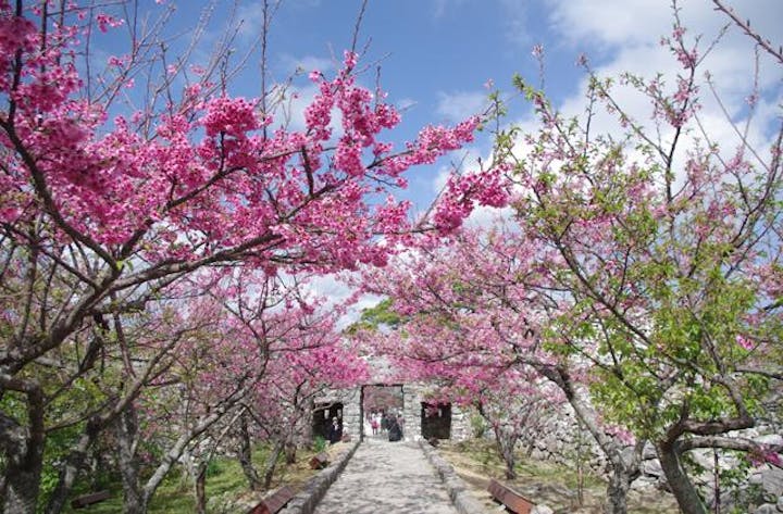 今帰仁グスク桜まつり
