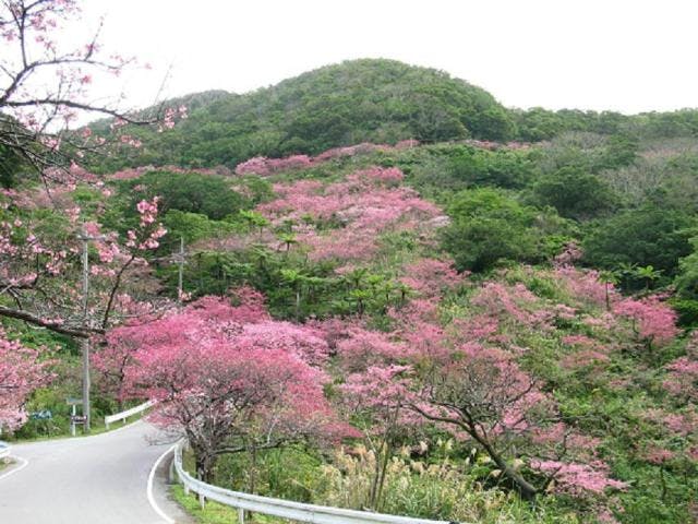 八重岳の桜並木