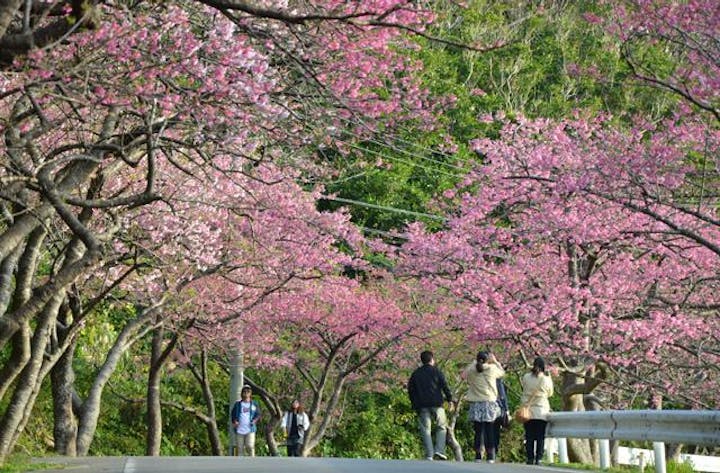 第43回　もとぶ八重岳桜まつり