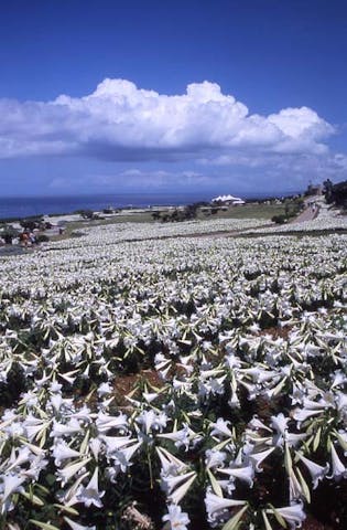 リリーフィールド公園