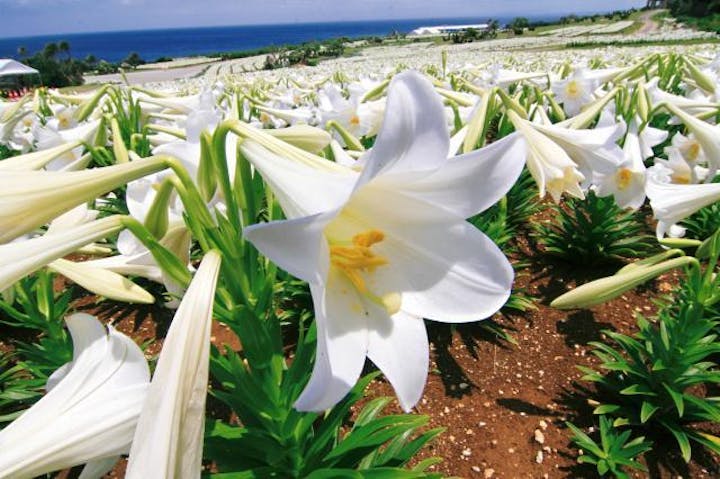 【2021年開催中止】第25回伊江島ゆり祭り