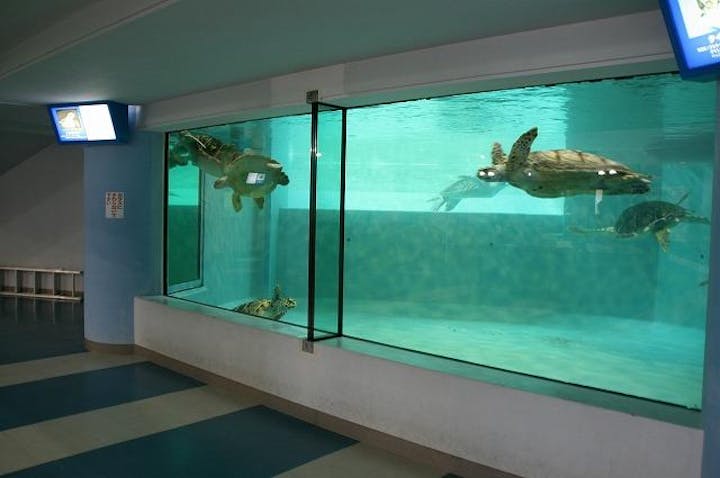 久米島ウミガメ館 アソビュー 久米島ウミガメ館 アソビュー