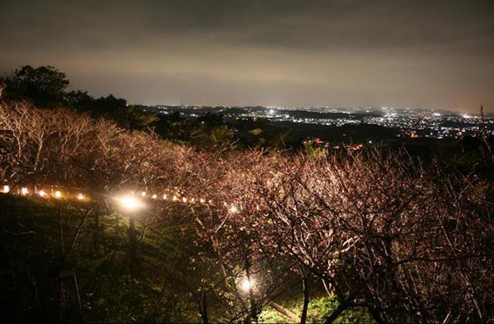 【2021年中止】やえせ桜まつり
