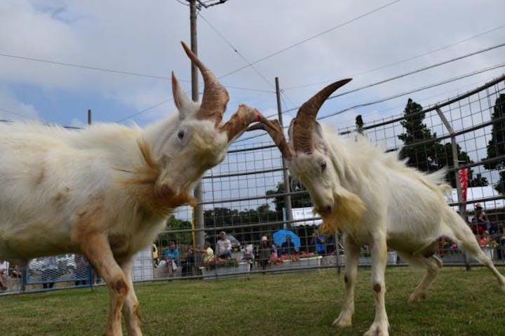 多良間島ピンダアース大会
