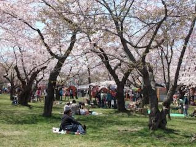 【2021年中止】もりまち桜まつり