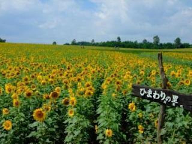 第35回北竜町 ひまわりまつり