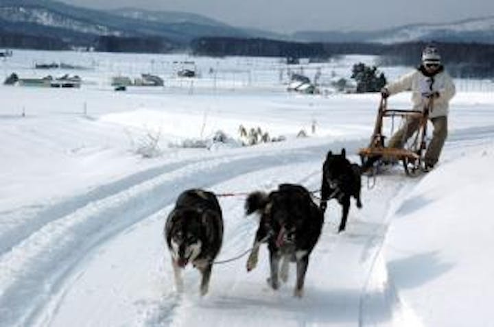 犬ぞり体験