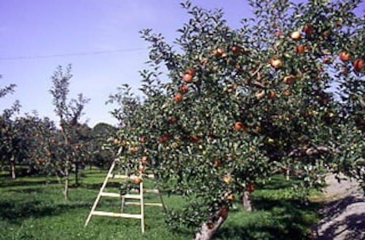 暑寒沢地区果樹園
