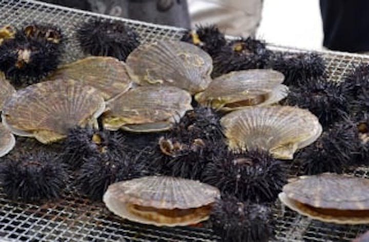 【2021年度開催中止】天売ウニまつり（天売島）