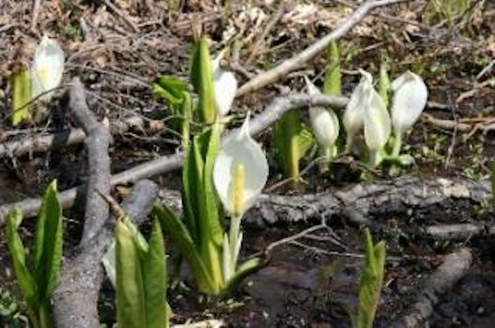 女満別湖畔の水芭蕉