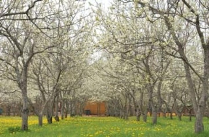 【2020年中止】さらべつ すももの里まつり