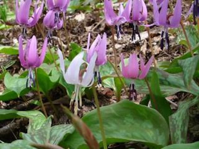 【2021年中止】湯の島カタクリ祭り