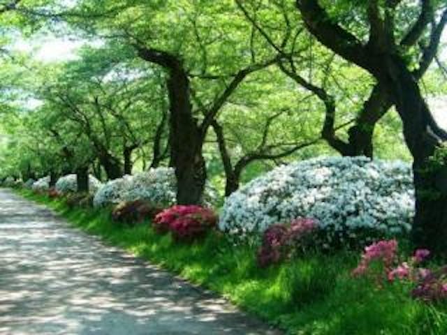 【展勝地】桜、ツツジ