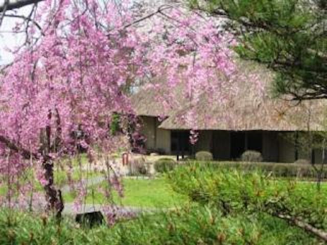 【みちのく民俗村】桜