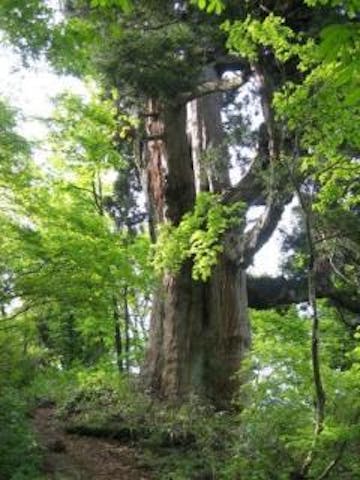 仙人峠の姥杉