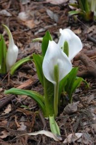 奥寺堰・ミズバショウの里