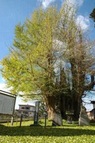 長泉寺の大イチョウ