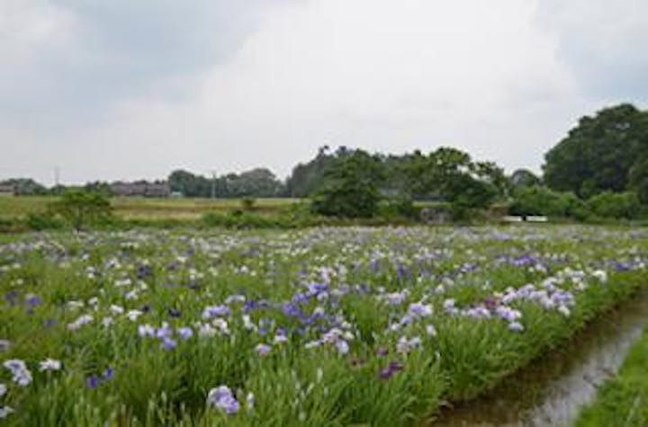 【開催中止】胆沢城あやめ祭り