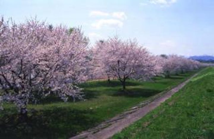 雫石川園地の桜並木