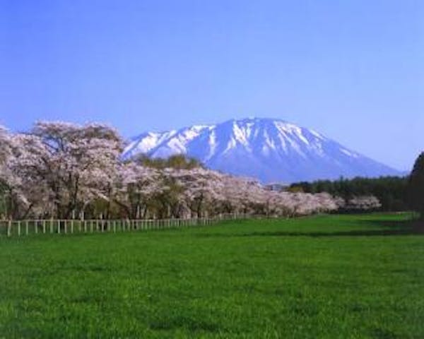 小岩井農場の桜並木
