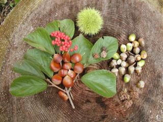 小岩井農場自然散策・特別版　木の実観察会