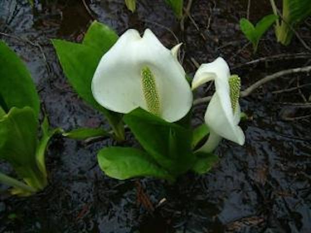 山屋ミズバショウまつり