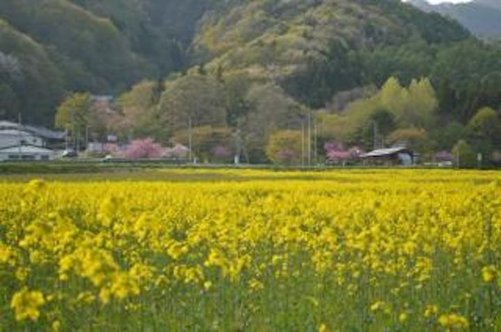 煙山ひまわりパーク アソビュー