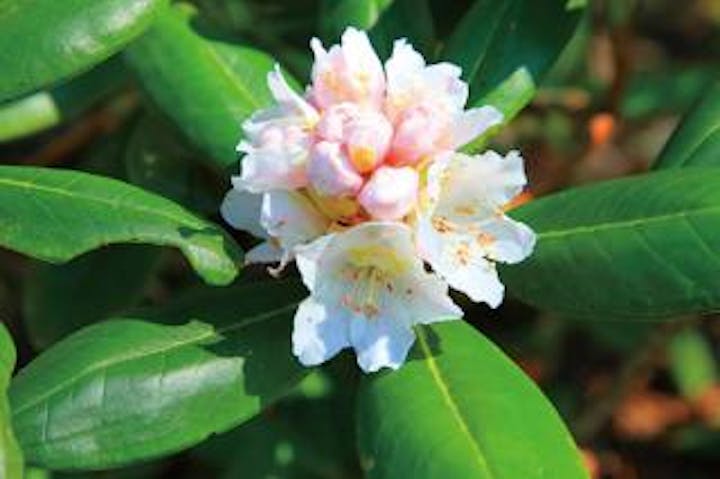 北山崎のシロバナシャクナゲ