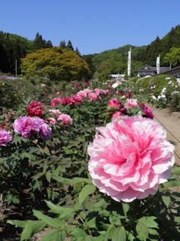 金蛇水神社の牡丹