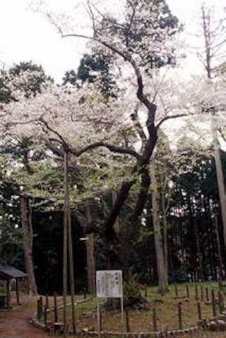 遮那桜