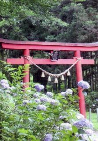 大嶽山の紫陽花