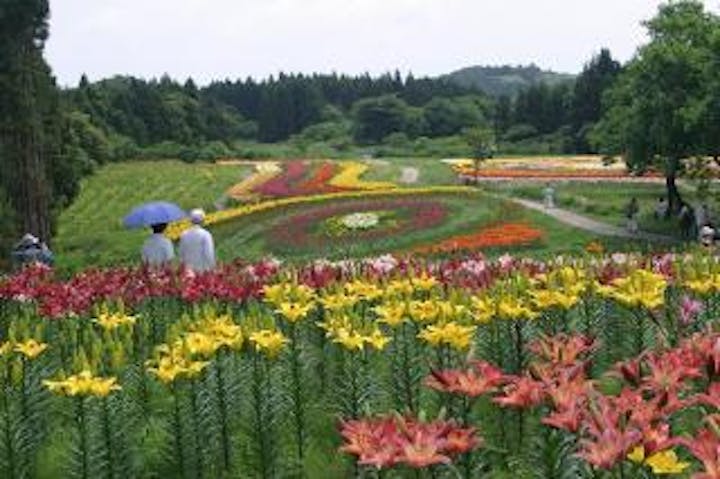南くりこま高原一迫ゆり園開園