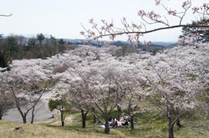 【2021年度中止】滝山桜まつり