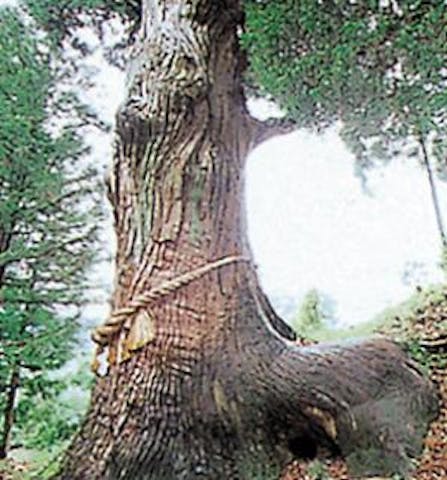 大崎八幡神社の馬形杉