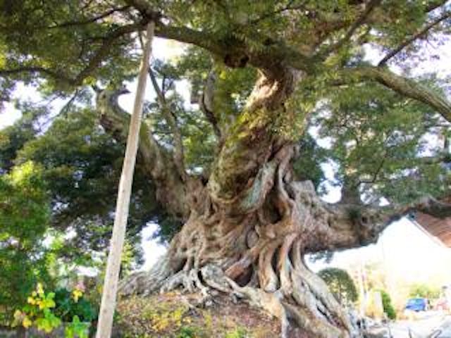 称名寺のシイの木
