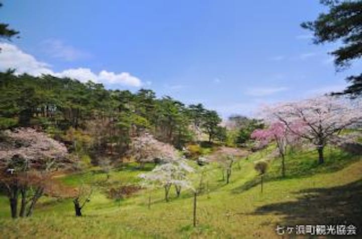 君ヶ岡の桜