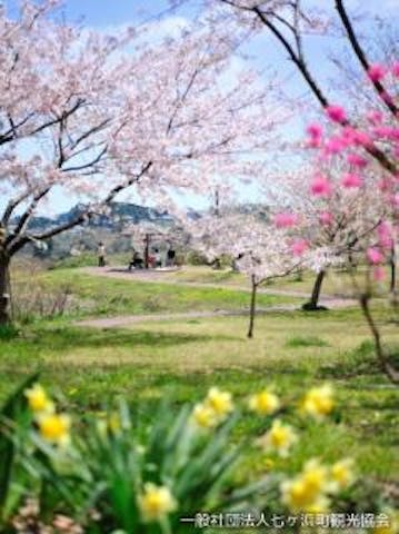 多聞山の桜