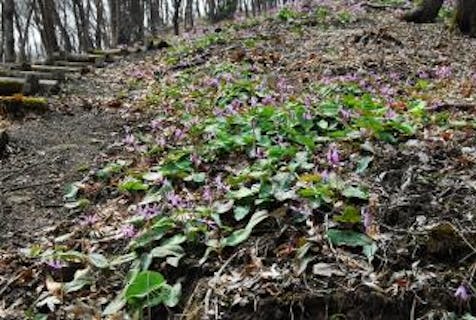 大衡中央公園 アソビュー