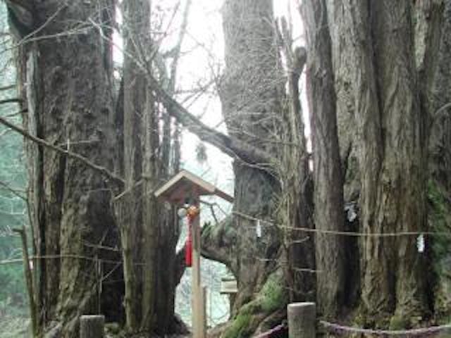 銀杏山神社の大イチョウ