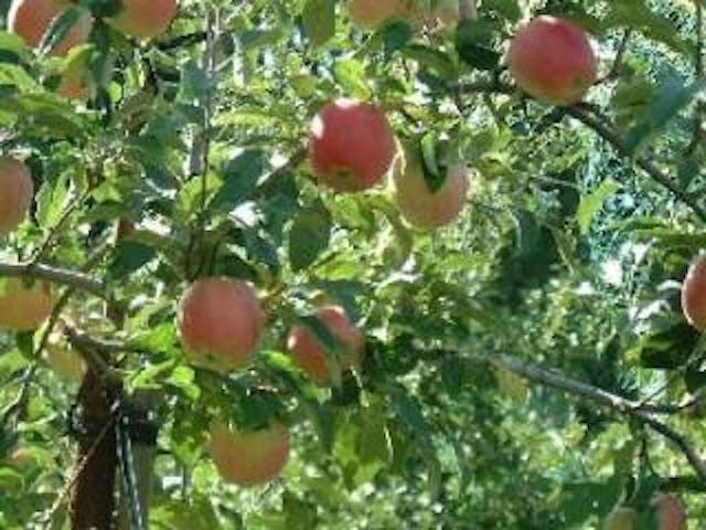 大湯観光りんご園