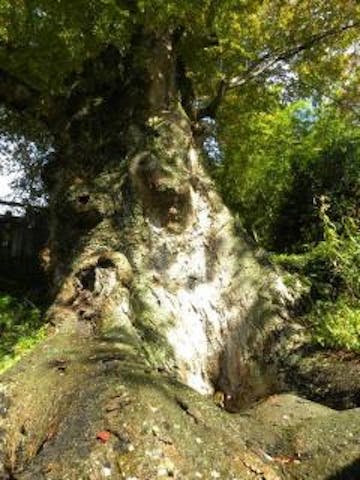 山楯の大ケヤキ