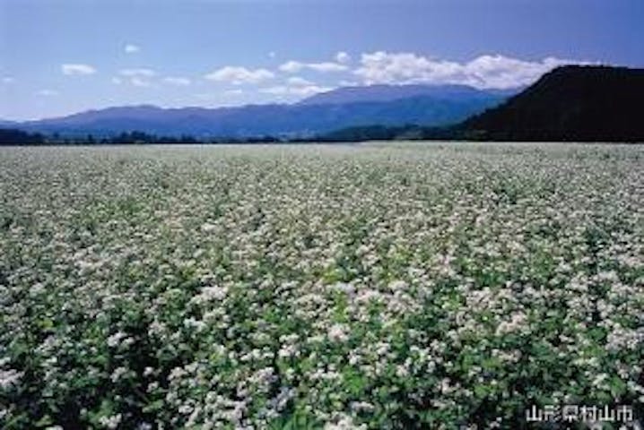 そば花まつり（中止）