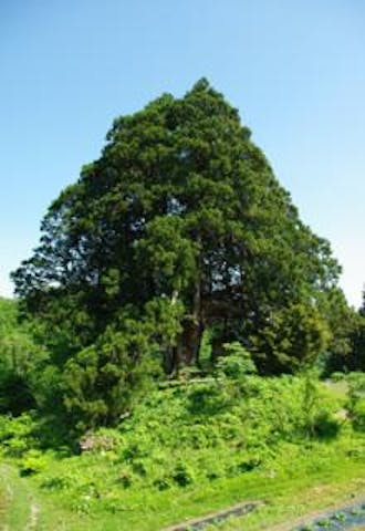 県指定天然記念物松保の大スギ