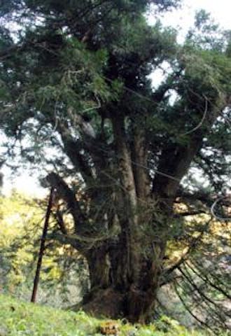 県指定天然記念物神代カヤ