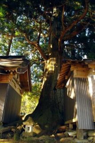 町指定天然記念物矢引沢の大スギ