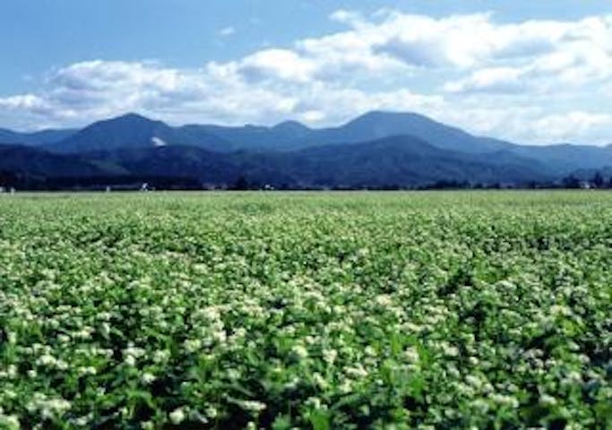 【2020年中止】大石田新そばまつり