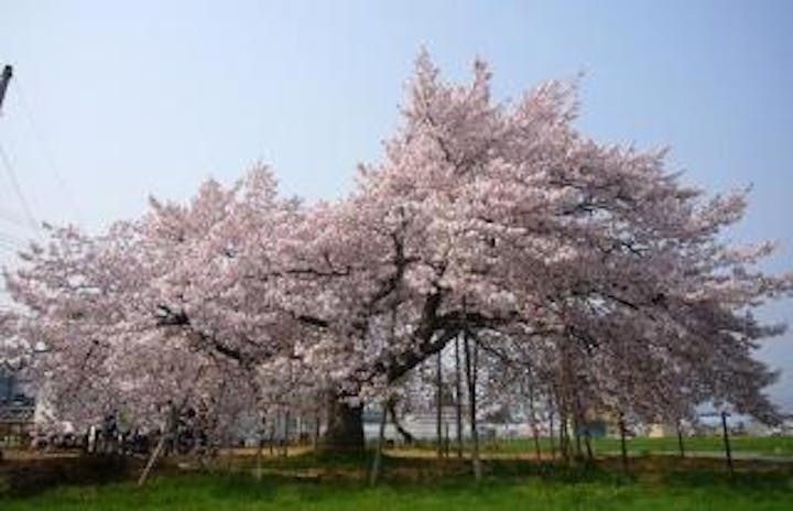龍蔵桜