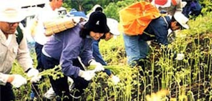 小国町観光わらび園